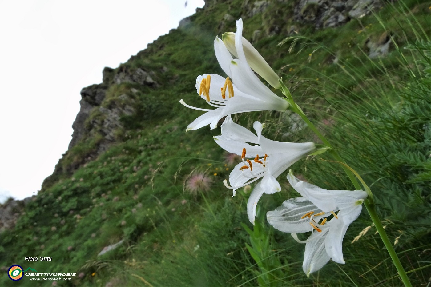 77 Giglio di monte (Paradisea liliastrum).JPG